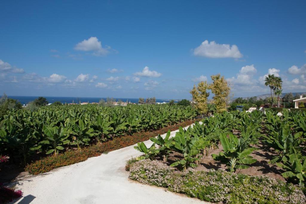 Banana Sunset Villas Paphos Exterior foto
